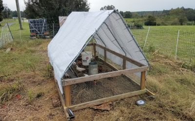 Chickens Are Awesome!