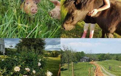 This Week Round’ the Farm