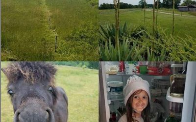 This Week On The Farm …