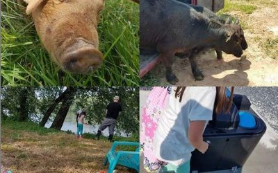 Memorial Day and Farm Happenings