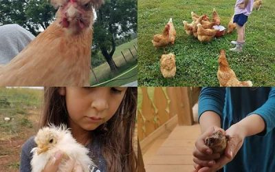 Chickens With Hair-dos and Technical Difficulties