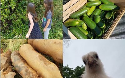 This Week Around the Farm