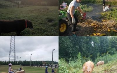 This Week On The Farm & Get Your Pork Shares Before They’re Gone