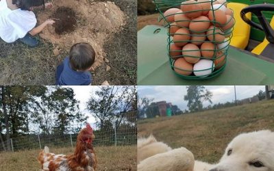 This Week ‘Round The Farm – 10/13/2019