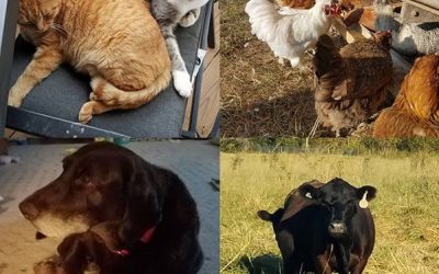 This Week ‘Round The Farm – 10/06/2019