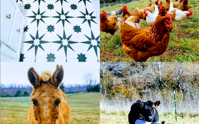 This Week ‘Round The Farm – 01/26/2020