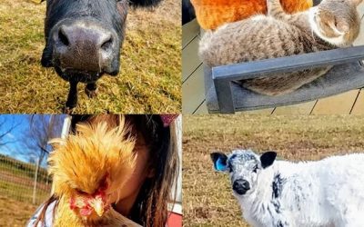 This Week ‘Round The Farm – 02/02/2020