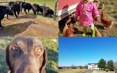 This Week ‘Round The Farm – 02/16/2020