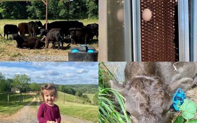 This Week ‘Round The Farm – 06/21/2020