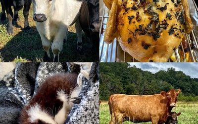 This Week ‘Round The Farm – 10/11/2020