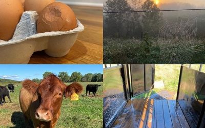 This Week ‘Round The Farm – 11/08/2020