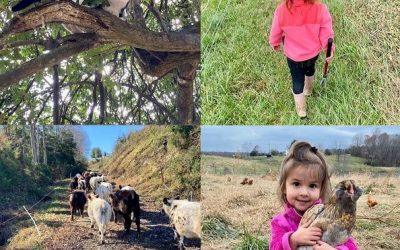 This Week ‘Round The Farm – 11/28/2020