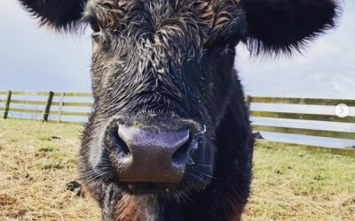 This Week ‘Round The Farm – 04/11/2021