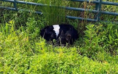 This Week ‘Round The Farm – 07/12/2023