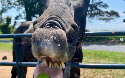This Week ‘Round The Farm – 07/19/2023