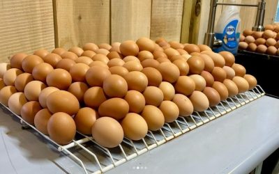Easter Egg Sale!!