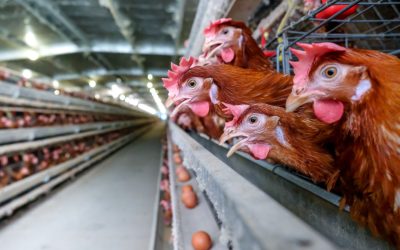Let’s Talk Eggs: Understanding Marketing Claims and Their Real Impact