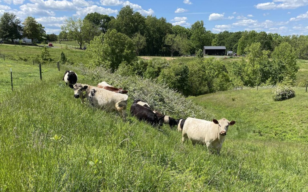 Why Pasture-Raised Matters