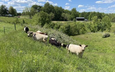Why Pasture-Raised Matters