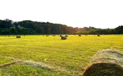 Hayfield Headaches + Last Day for Sausage Sale