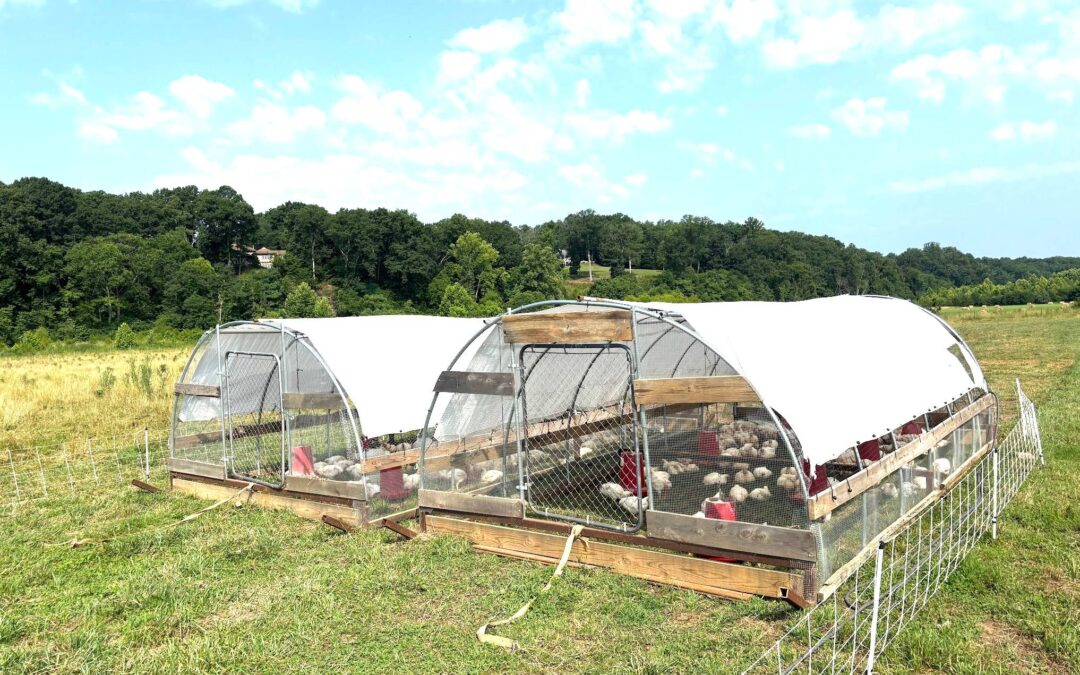 Chicken Restock Next Week – Plus Eggs, Beef & More