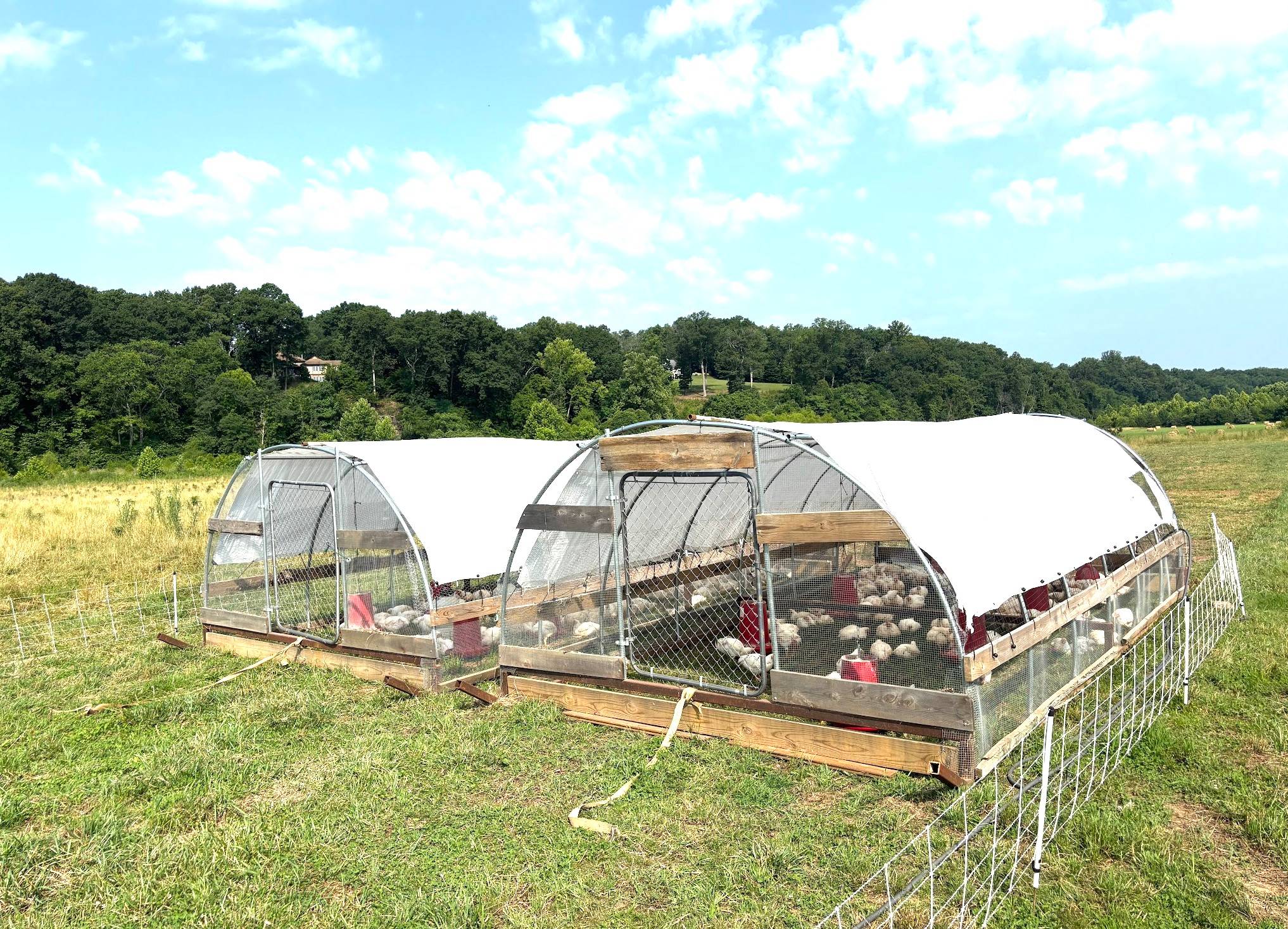 Mobile range coops housing pastured poultry