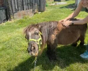 mini pony Steve getting a back rub