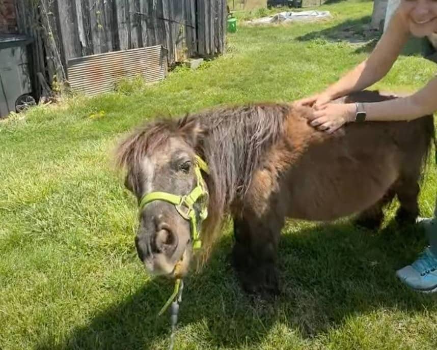 mini pony Steve getting a back rub