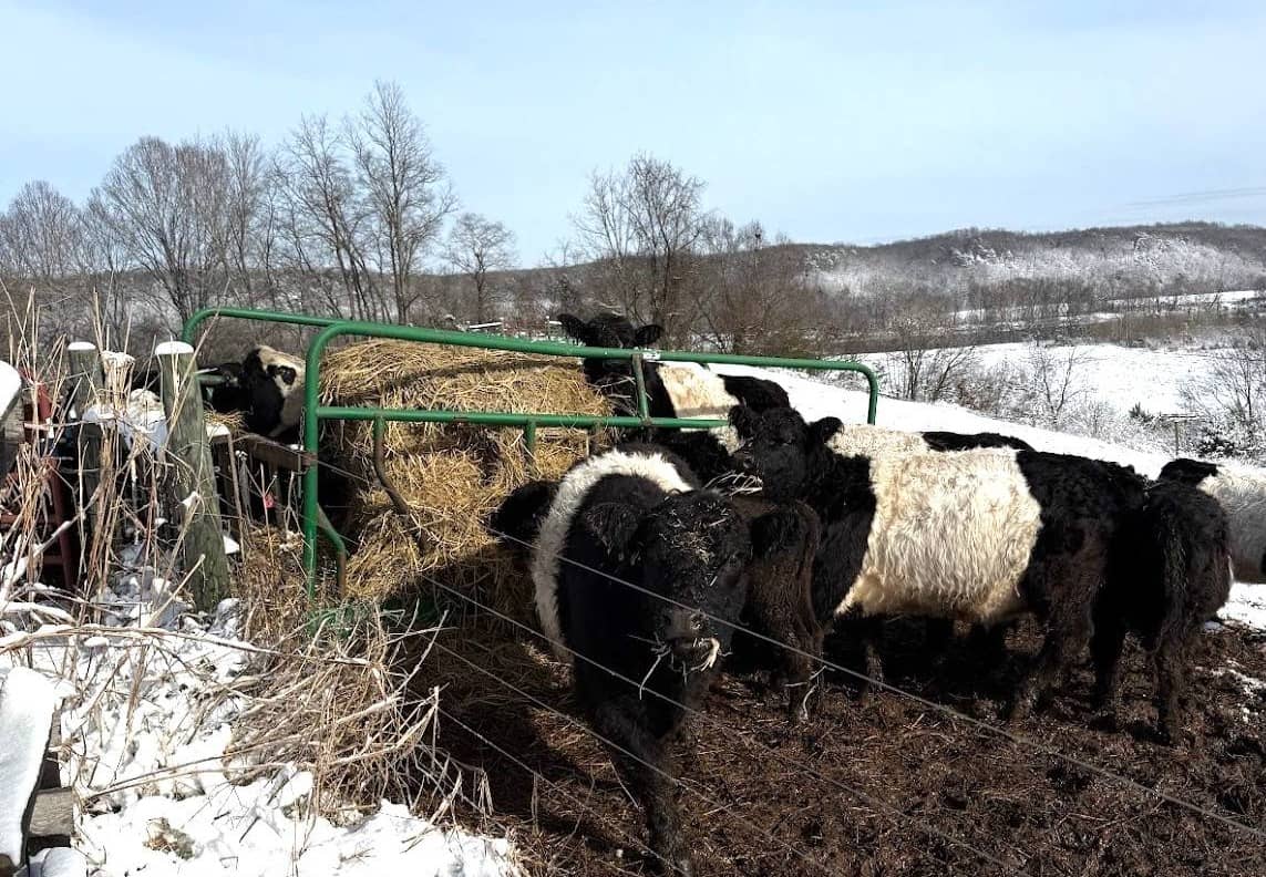 Grass-fed cattle eating hay in the snow at Longbottom Farm