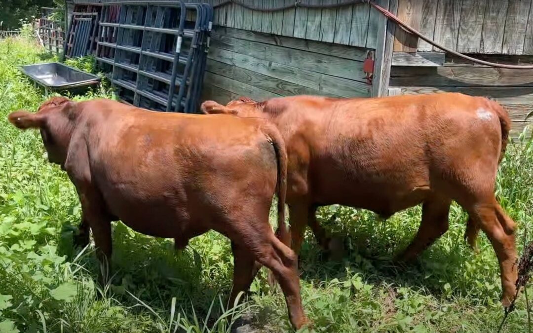 Longbottom Farm Cattle on pasture