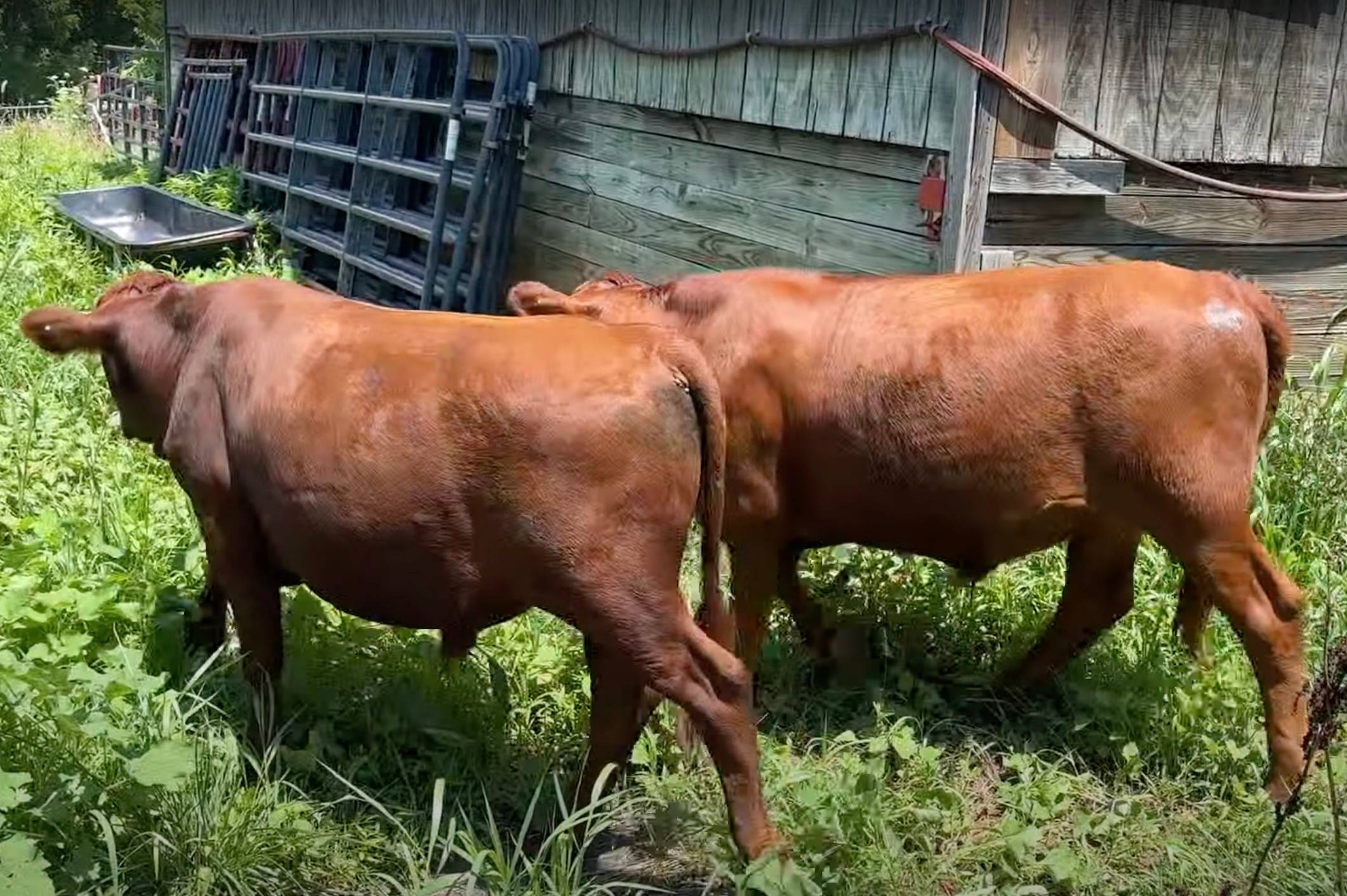 Longbottom Farm Cattle on pasture